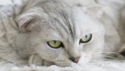 杭州队赢了！三连胜达成！现场喊得最大声的是“梅西”和她的小伙伴